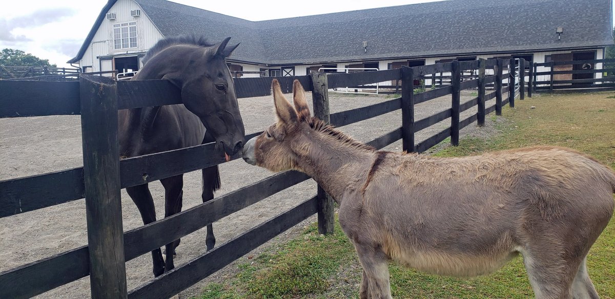 Emma, a Standard Donkey who arrived at the sanctuary last week, is getting along well with others at the Main Barn. How adorable are she and Sergeant York??