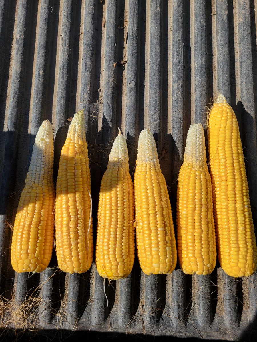DGrant_FW's tweet photo. Telling picture from Dirk Rice, Champaign Co. #Illinois of the #tipback issue. Full ear on right from outside row - he collected the rest inside the field at least 50 yard moving across rows. https://t.co/Fe3PpBRroE