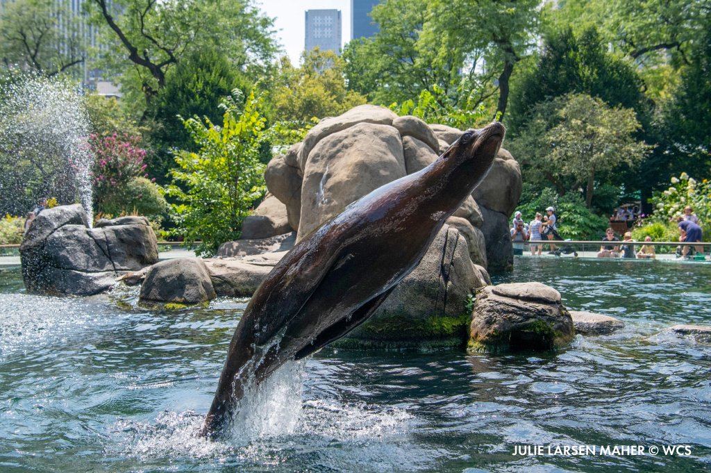 centralparkzoo's tweet photo. Watching the sea lions in Central Park Zoo with the city as a backdrop is a unique experience. We hope you can stop by before the summer ends to enjoy the view! https://t.co/Xxby1HX3wp