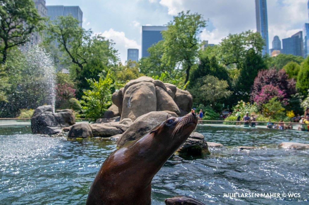 centralparkzoo's tweet photo. Watching the sea lions in Central Park Zoo with the city as a backdrop is a unique experience. We hope you can stop by before the summer ends to enjoy the view! https://t.co/Xxby1HX3wp