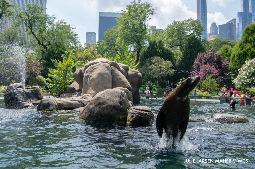 centralparkzoo's tweet photo. Watching the sea lions in Central Park Zoo with the city as a backdrop is a unique experience. We hope you can stop by before the summer ends to enjoy the view! https://t.co/Xxby1HX3wp