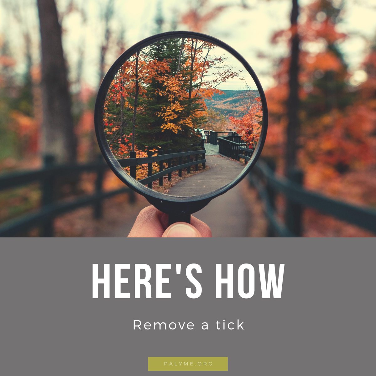 PALyme1's tweet image. 𝗜 𝗙𝗢𝗨𝗡𝗗 𝗔 𝗧𝗜𝗖𝗞 𝗢𝗡 𝗠𝗘! 𝗪𝗛𝗔𝗧 𝗦𝗛𝗢𝗨𝗟𝗗 𝗜 𝗗𝗢?

If you find a tick on yourself, it's important that you remove it promptly and correctly. 

𝗛𝗘𝗥𝗘'𝗦 𝗛𝗢𝗪: bit.ly/3uFKxrS

#tickremoval #Just1Bite #Dare2BTickAware