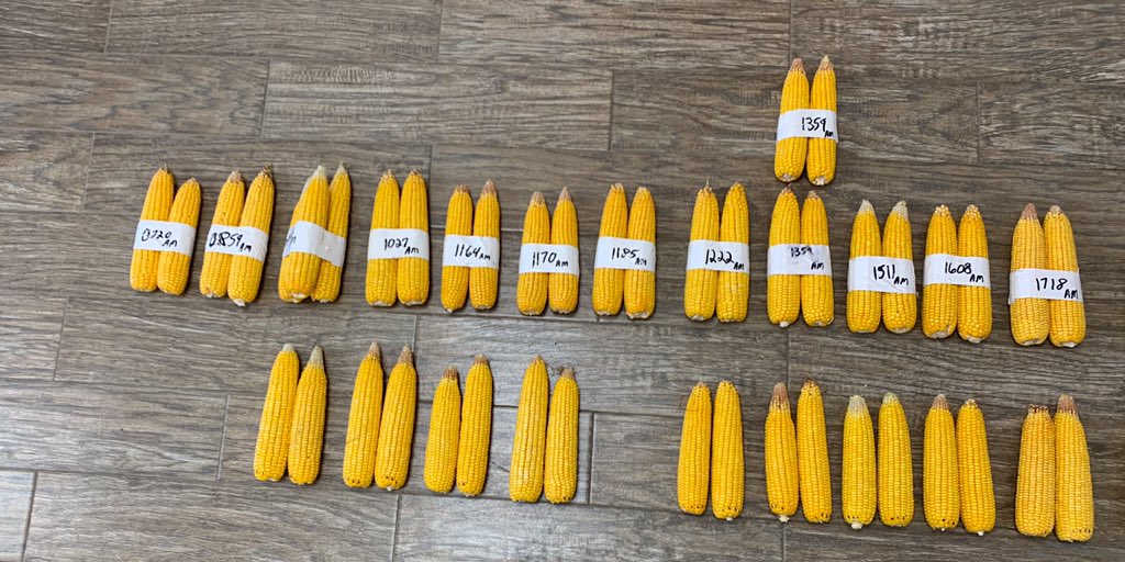 Last week <a href="/PioneerSeeds/">Pioneer Seeds U.S.</a> reps brought ears from across our territory in west central IL.  Lots of YIELD in this Qrome and AM lineup! Noses are easily found this year, time between rains, high temps, and reduced solar radiation could all be factors.