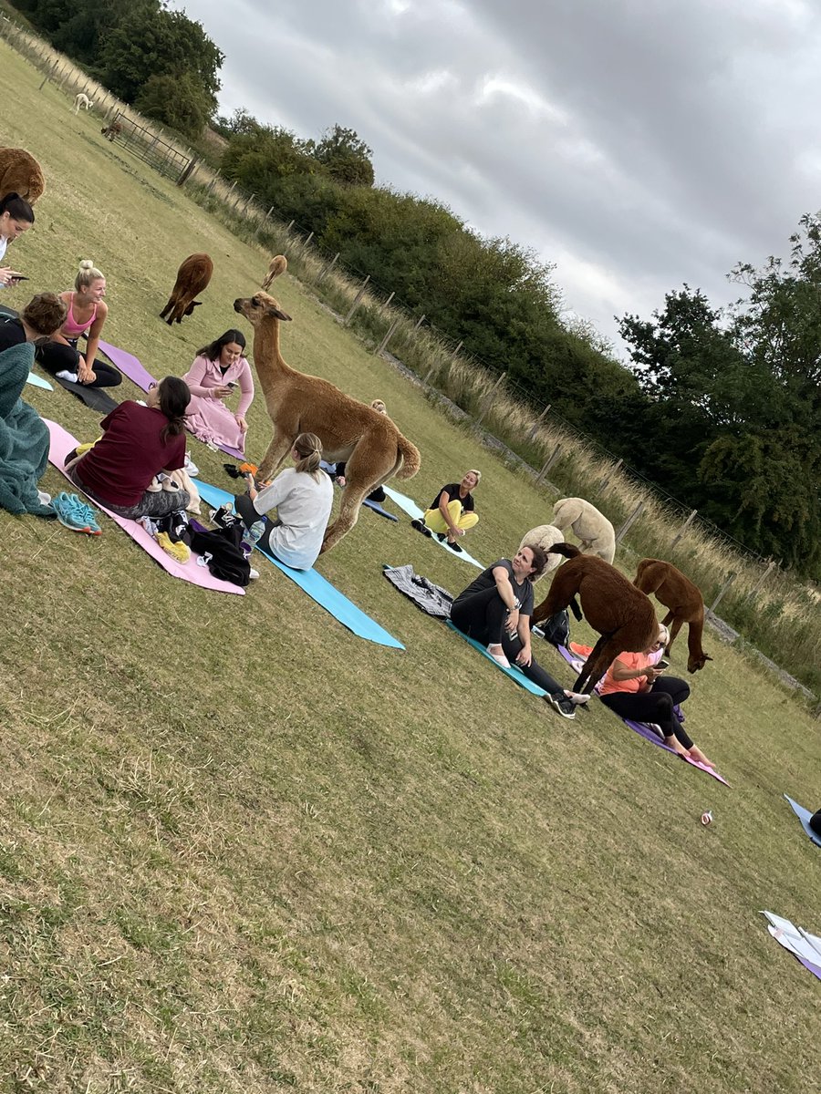 LucyColbourne4's tweet photo. Adult alpaca yoga ✨💜🦙🧘‍♀️💜✨ Come join us Wednesday 31st August for another beautiful yoga session at Tickhill Alpacas. Message me on 07738 003650 for info and to book your spot! 💚💫💚 https://t.co/M0qQeh88Jm