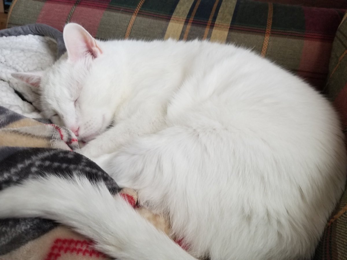 dump_stat's tweet photo. @ThePoetGoblin Dear goblin husband, please write me a poem about our cat. #goblinrequest https://t.co/edauIz6dqy