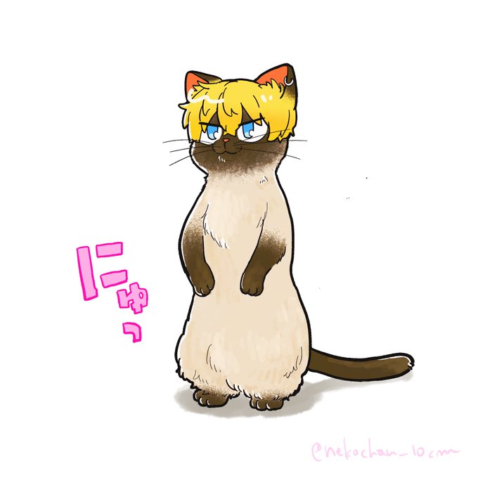 おやつがもらえるのかニャと立ち上がるネコ 