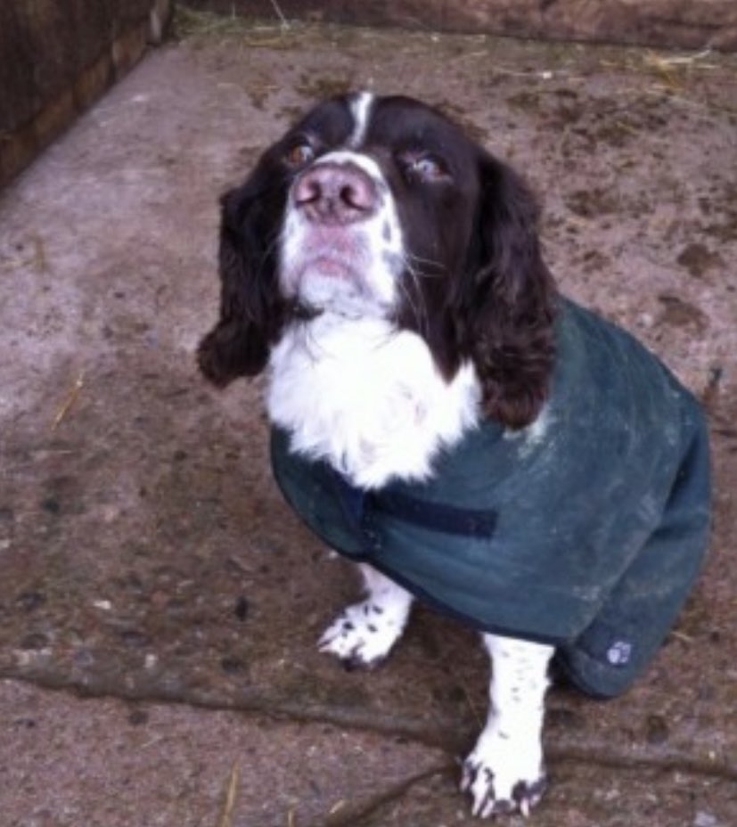 #SpanielHour 

💔MAX💔
Missing since 25/12/15 
A Christmas 🎄 day walk turned into a nightmare 
#Lost and NEVER seen again 

#BishopsFrome #HR7 

Male much loved &amp; missed #ESS liver&amp;white 
TAGGED/CHIPPED/NEUTERED 

doglost.co.uk/dog-blog.php?d…

<a href="/MenaViana/">mena viana</a> <a href="/MissingPetsGB/">Missing Pets GB</a> <a href="/thedogfinder/">Dog Finder 💙</a>