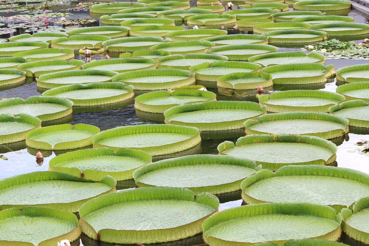 Masamin パラグアイオニバス スイレン科オオオニバス属の多年生水生植物 南米亜熱帯域に分布 葉は直径160cmにもなり 30kgの子どもが乗れるほどの浮力を持つ 開花は7 9月 一つの花は2晩限り 夕方に咲き早朝に閉じる 昼間は咲いた花は見れないっ