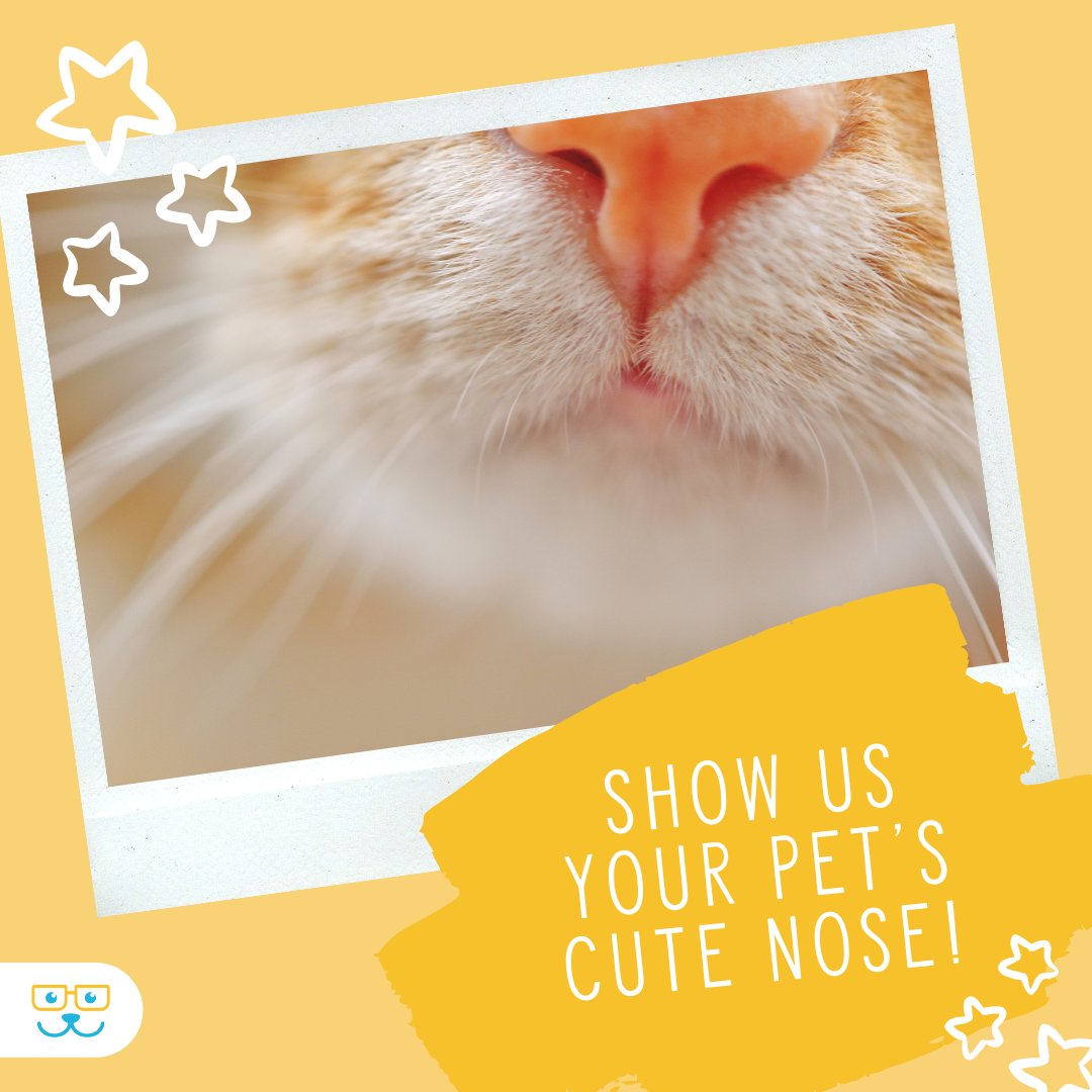 sugar_animal's tweet image. There's something special about a pet's little nose. Show us your pet's nose in the comments! #sugarriverahgratham #grathampets #sugarriveranimalhospital #sugarriverah.