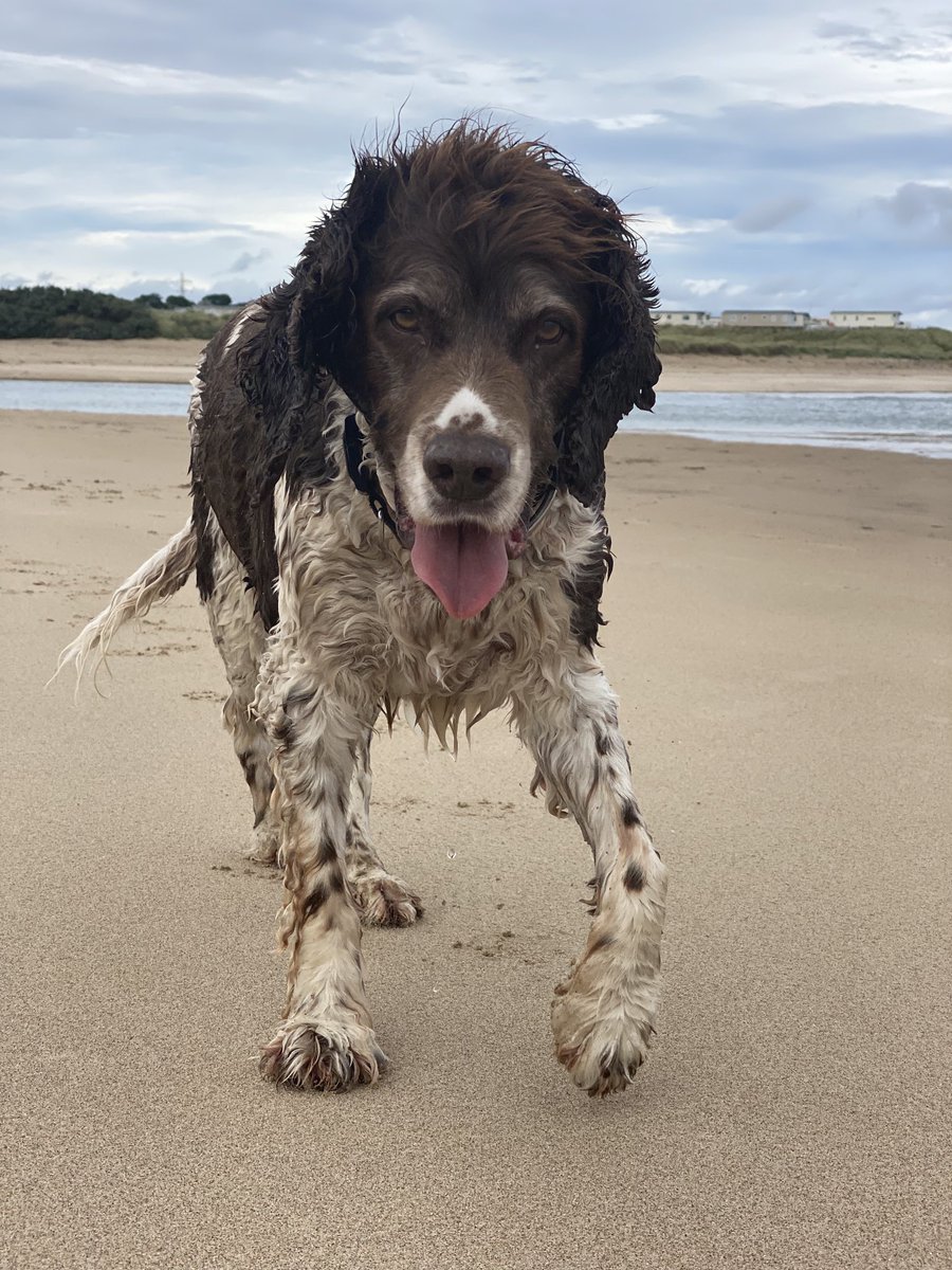 It was great on the beach today. I swam against the tide for ages, chased a few sticks & had a good mooch by the dunes with Ronnie & Mo, I’m tired now & heading home #GreatFun #SuperSwimmingSnoopy #SnoopysPersonalHydrotherapySuite #AdoptDontShop #DogsOfTwitter