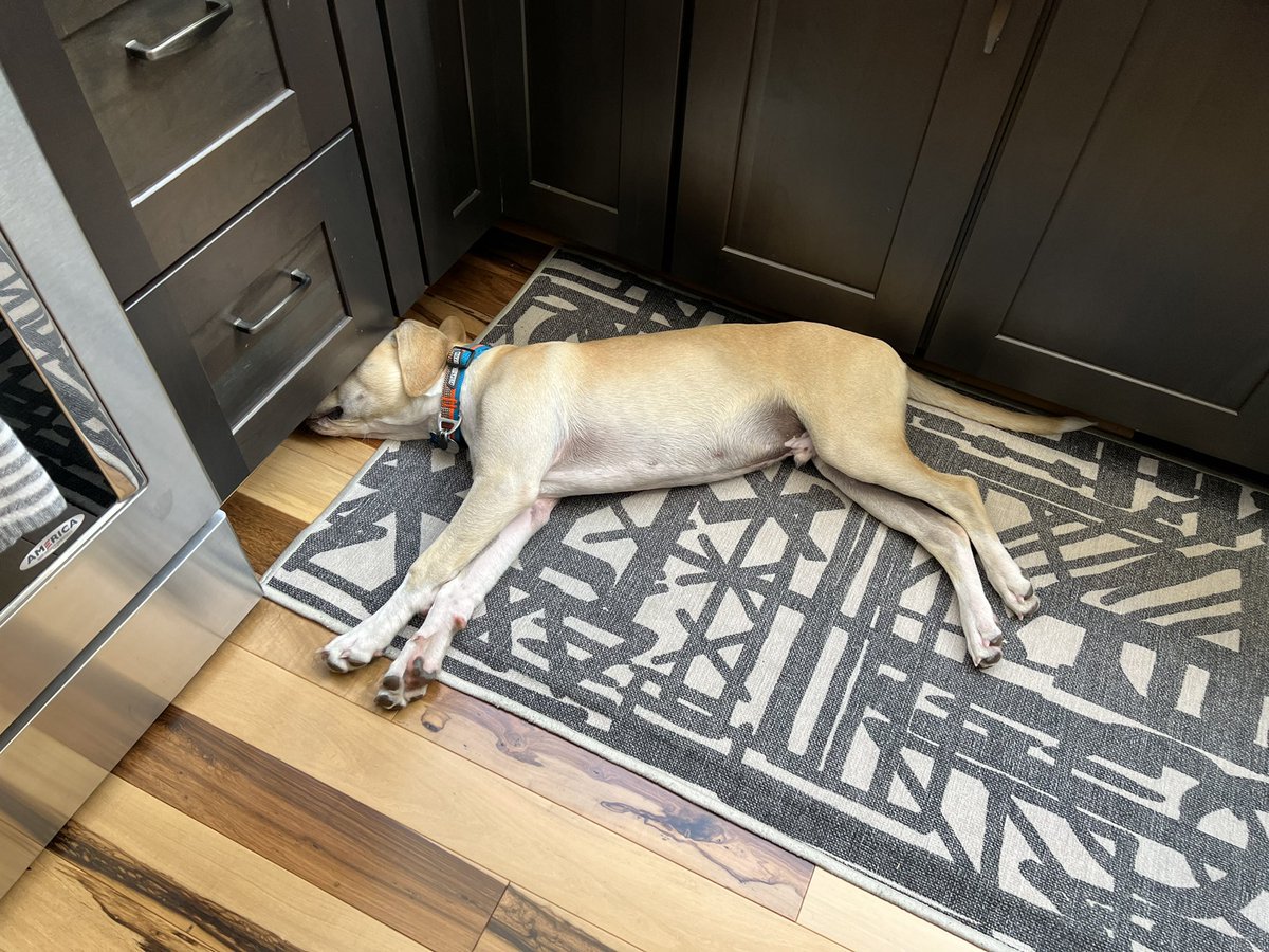 BurbankRob's tweet photo. Here’s the SPOD for Wednesday, 8/24. Enjoy! #dogsoftwitter https://t.co/ox6W3P8h1q