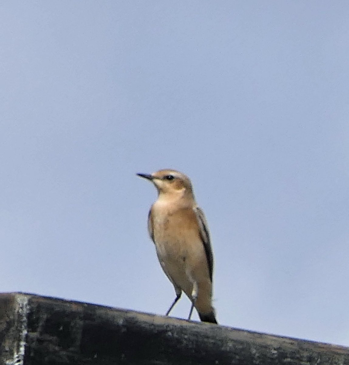 micwood281's tweet photo. #Essexwildlife any idea as to what this small bird is please https://t.co/kCKitl3veK