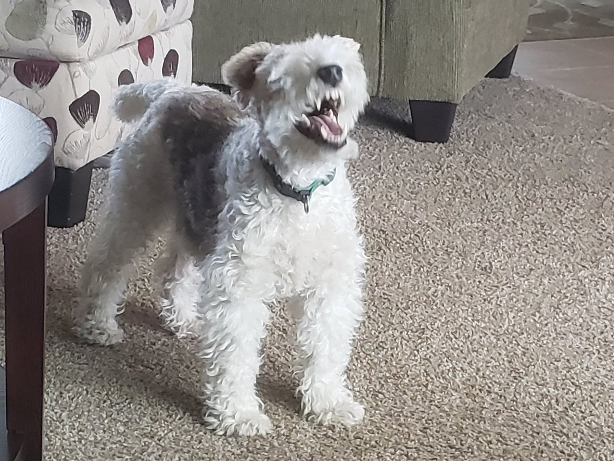 Dad...you put to much pepper in my breakfast burrito..makes me sneeze