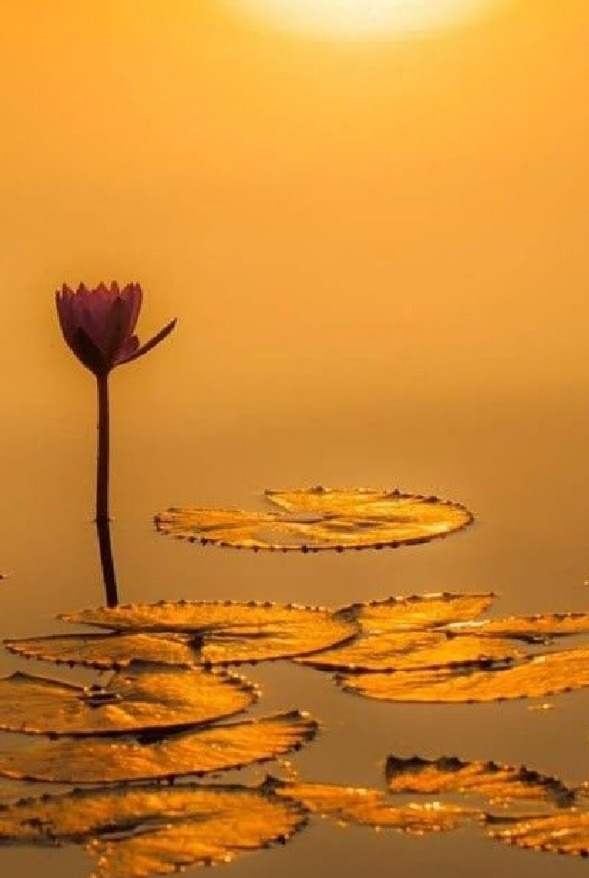 ...Ve Cemal Süreya ekledi
"Ben seni yazdım,herkes şiir sandı"

#iyiakşamlar