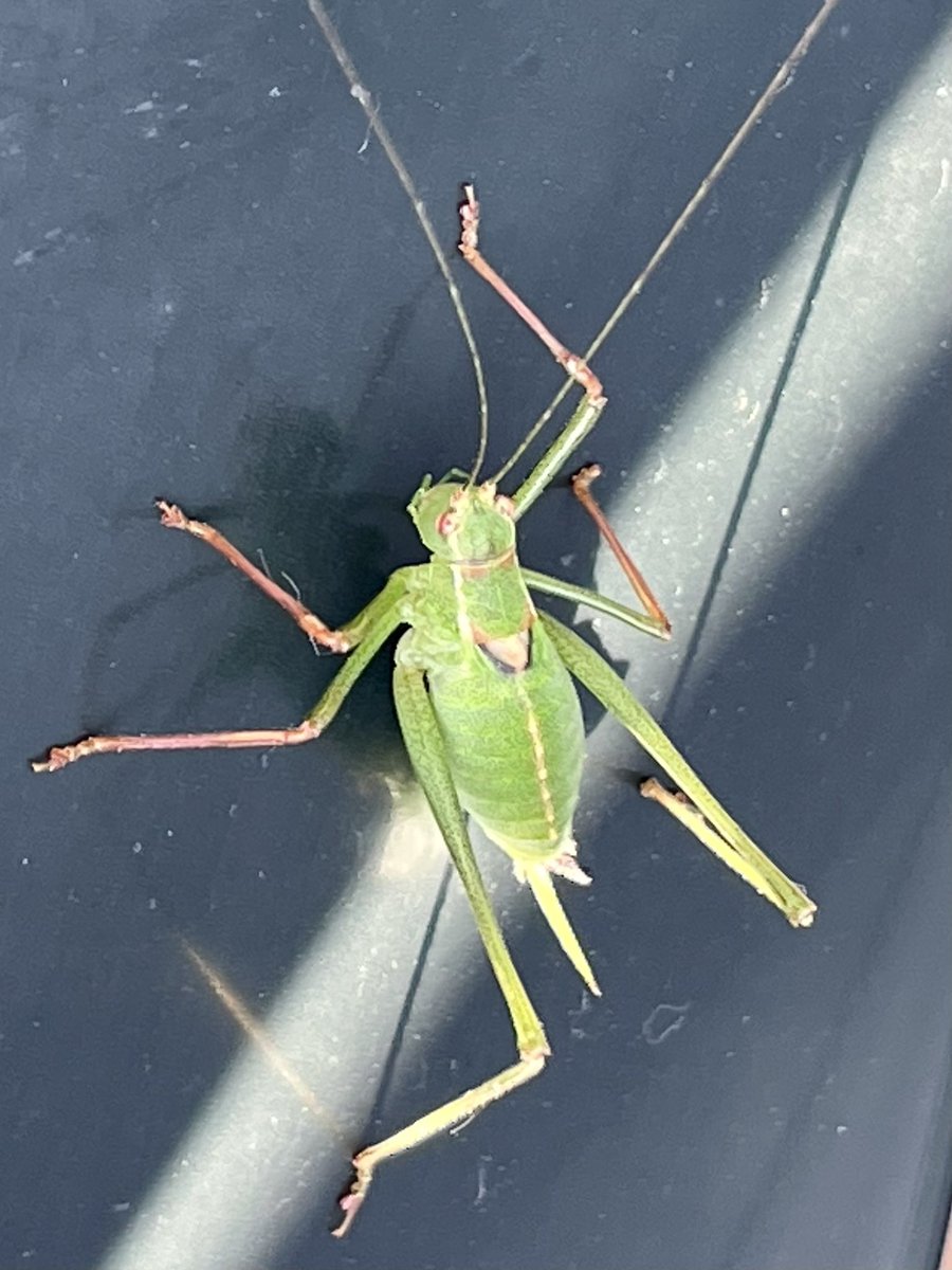 Guck mal <a href="/Miss_Teached/">Miss Teached</a> 🥳