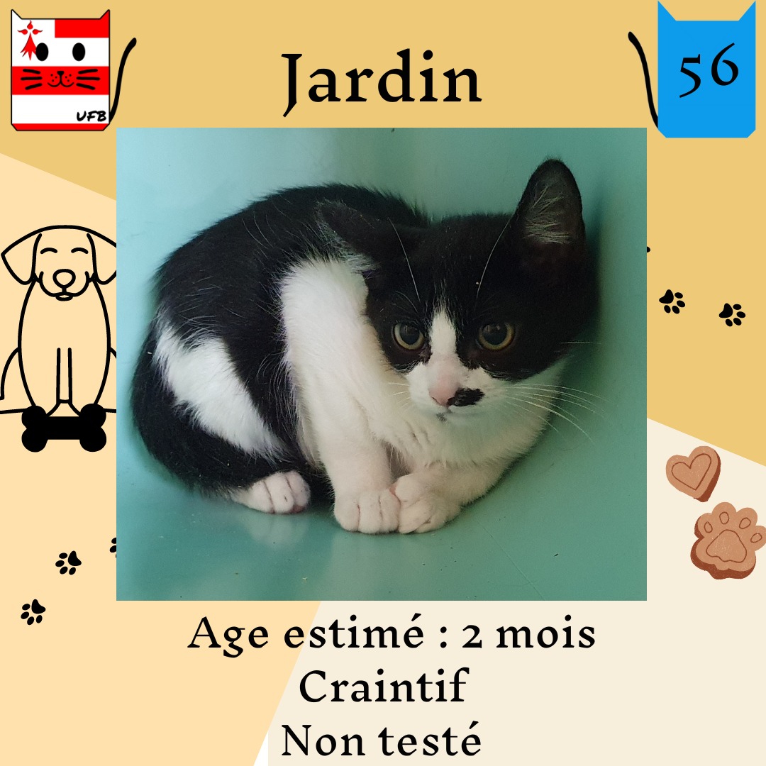 justineducern's tweet photo. Je suis dans une Fourrière en Bretagne dans le département 56  -
 il n y a pas ce soir encore de solution pour me sauver
Aidez moi - vendredi soir il sera trop tard pour moi 
On peut m adopter  (gratuit) mais il faut venir me chercher
Contact Urgences Fourrières de Bretagne FBK https://t.co/SGuZvq7lxf
