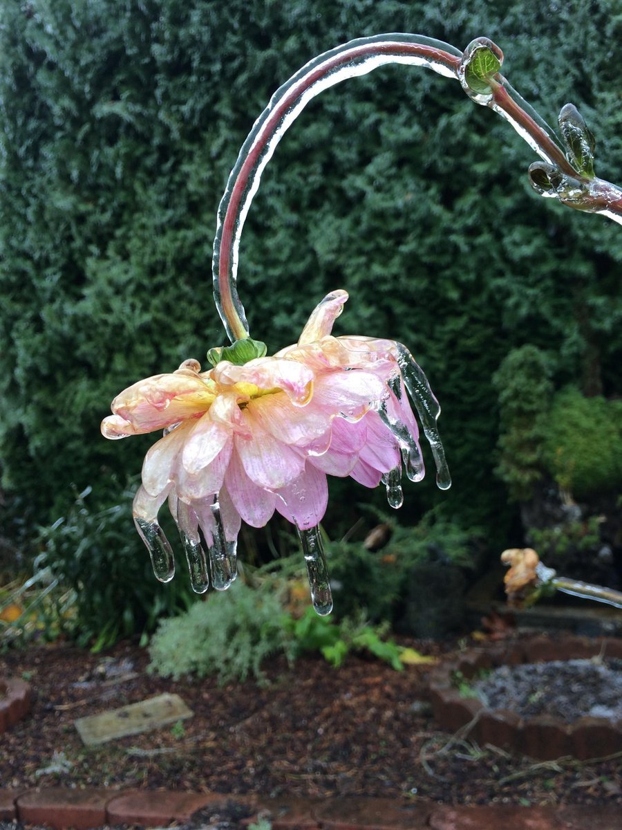 peacozy's tweet photo. Flowers in ice https://t.co/8GF3LthV9p
