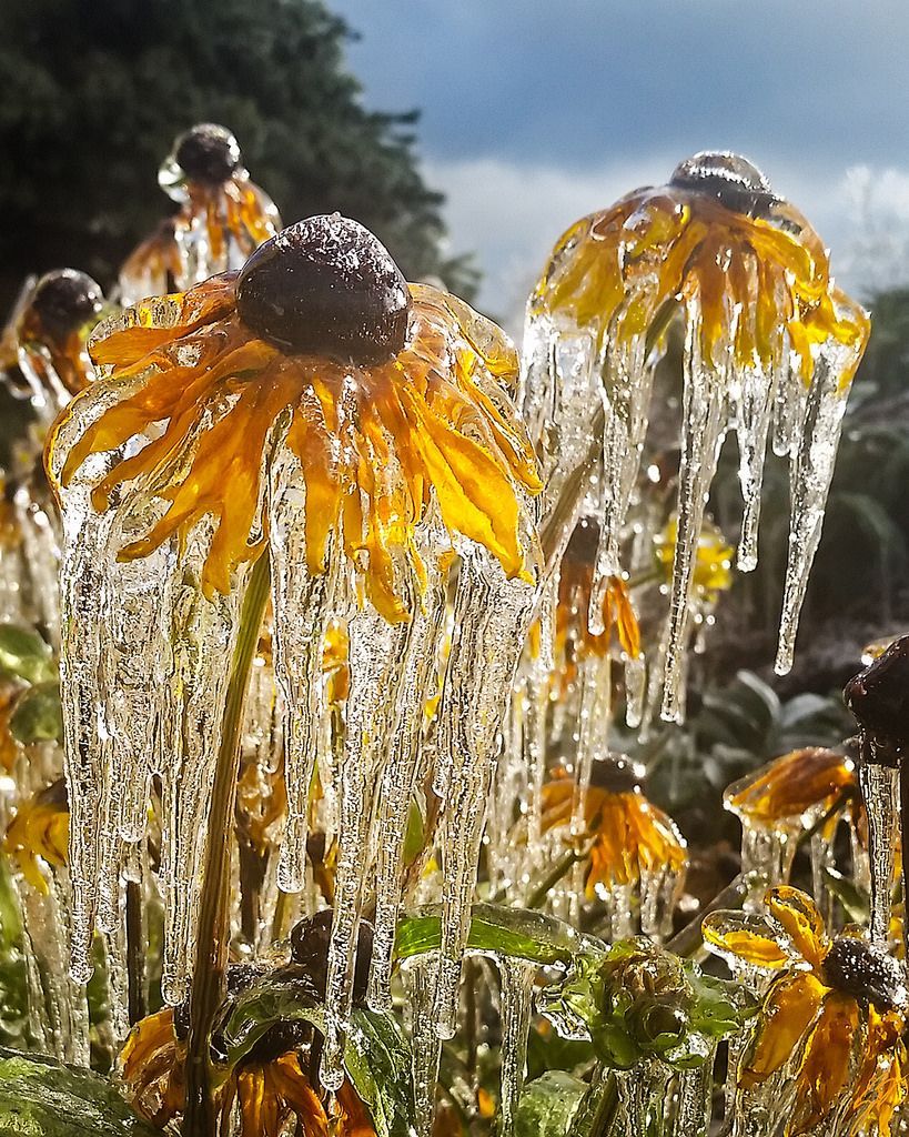 peacozy's tweet photo. Flowers in ice https://t.co/8GF3LthV9p