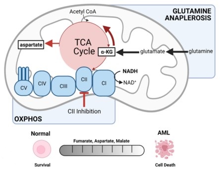 MCR_AACR's tweet photo. Glutamine metabolism mediates sensitivity to respiratory complex II inhibition in acute myeloid #leukemia, by Roma et al.
https://t.co/wROPhH3YYQ
@uofg https://t.co/uOUNX4zZCJ
