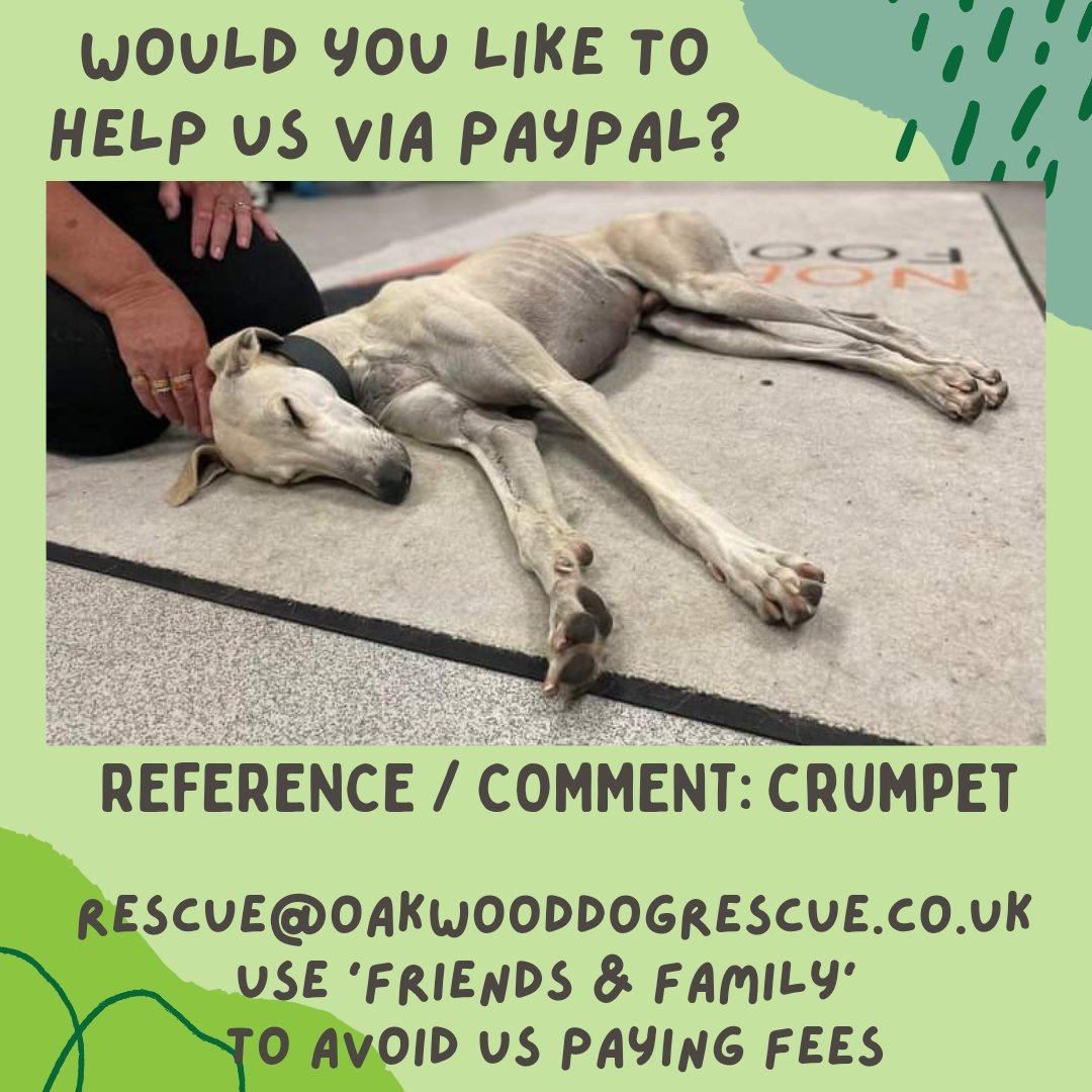 Crumpet arrived today from another rescue. He'd been dumped &amp; is skin &amp; bone💔
Despite a rough life he's happy to be receiving the love he deserves!
He needs a full check &amp; treatment at the vets, his body is covered in scars &amp; sores. Any donations would be gratefully received💚🙏🏼