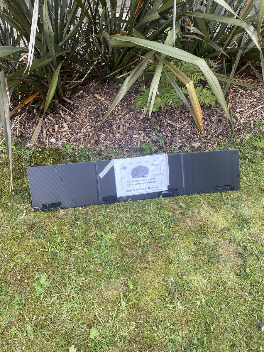Swansea Hedgehog Friendly Campus (@swanhog) on Twitter photo These last few weeks we’ve been doing some official hedgehog surveys to see if hedgehogs are using our campus! I’m excited to share the results soon🦔 <a href="/HogFriendly/">Hedgehog Friendly Campus</a> #hedgehogs #HFC #hedgehogfriendlycampus These last few weeks we’ve been doing some official hedgehog surveys to see if hedgehogs are using our campus! I’m excited to share the results soon🦔 <a href="/HogFriendly/">Hedgehog Friendly Campus</a> #hedgehogs #HFC #hedgehogfriendlycampus