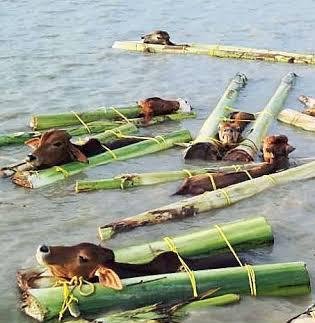 dhyanfoundation's tweet image. It has been happening since decades in states like West Bengal, Assam, Tripura, etc along Indo-Bangla border, yet it never came to light because the law governing cattle smuggling cases until 2017 was the Customs Act. Yes, the Customs Act! Implications?