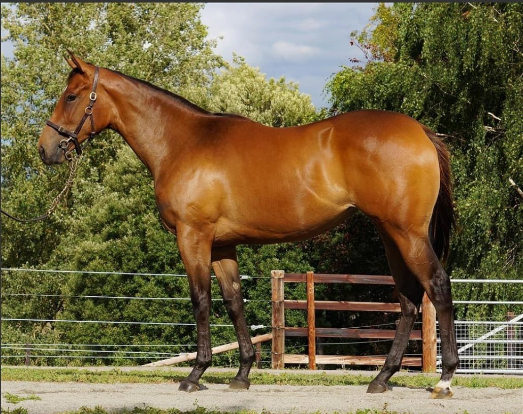 jessmaceyracing's tweet photo. Delighted to purchase lot 242 today @GoffsUK A strong looking Mayson Filly consigned by @ChapelStud let’s hope she’s lucky 🤞 https://t.co/AxvBYk57uS