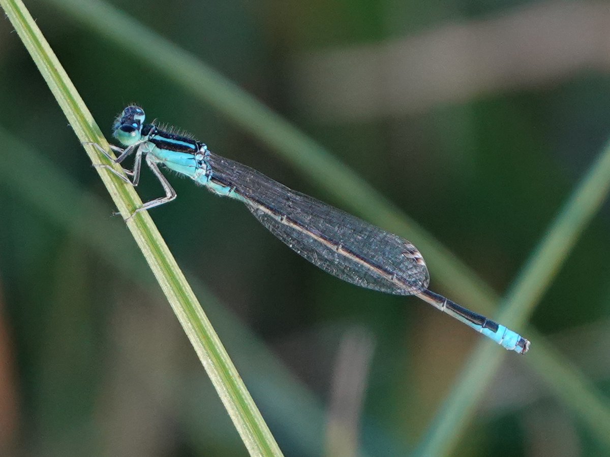 Scarce Blue-tailed Damselfly (Ischnura pumilio) at Kingsmead (Hertfordshire) today: as far as I can ascertain the only previous county record was in 1948