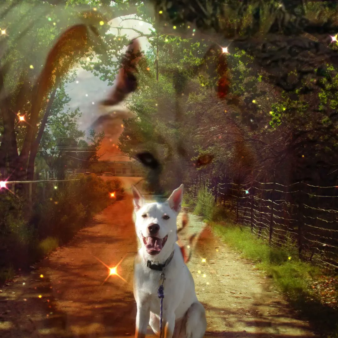 Trinia Cribbs tweet media