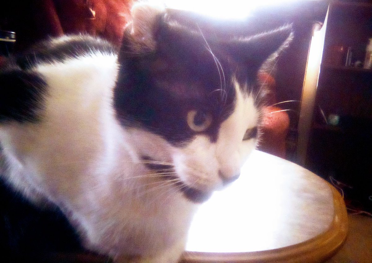 thejohnnyblast's tweet photo. #BabyKitty
#KittyBaby
#SweetieBaby
#KittySweetie https://t.co/1PFLb55Y7Q