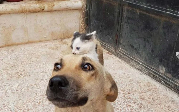 poptime's tweet photo. Gatinha que foi abandonada é adotada por cadela que estava grávida, mas teve todos seus filhotes mortos durante o parto! 🥹�� https://t.co/qq3jbH7Psp