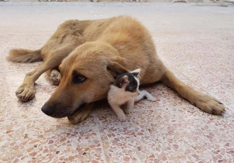 poptime's tweet photo. Gatinha que foi abandonada é adotada por cadela que estava grávida, mas teve todos seus filhotes mortos durante o parto! 🥹�� https://t.co/qq3jbH7Psp