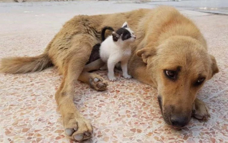 poptime's tweet photo. Gatinha que foi abandonada é adotada por cadela que estava grávida, mas teve todos seus filhotes mortos durante o parto! 🥹�� https://t.co/qq3jbH7Psp