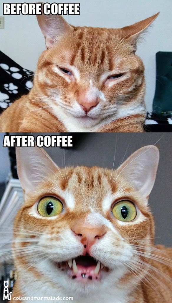 I need caffeine right meow!! ☕️

#cats #catfeinated #CatsofTwittter #humpday