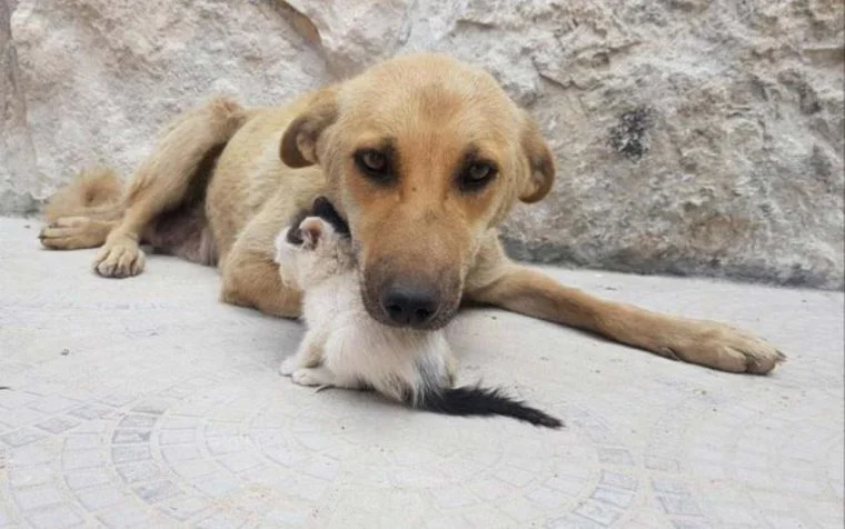 poptime's tweet photo. Gatinha que foi abandonada é adotada por cadela que estava grávida, mas teve todos seus filhotes mortos durante o parto! 🥹�� https://t.co/qq3jbH7Psp