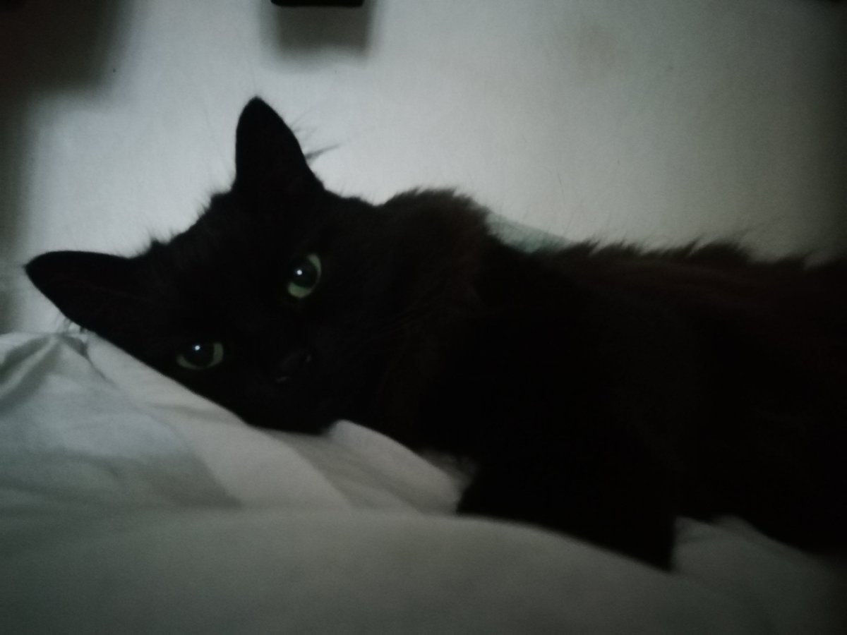 GayInSitu's tweet photo. My beloved little boy Leo is ill. His urine tract is fucked up and he need medical care

I have insurance but it doesn't cover everything. Please, help if you can spare it!

My ko-fi link is on my profile and pinned post. If I post it here algorithms will make sure no one sees it https://t.co/6wswWs36SV