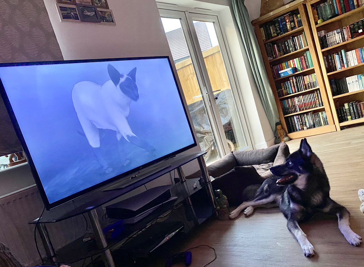 HoAn954's tweet photo. Fenrir enjoyed #TheSandman finale, especially the first 20 minutes 🐈‍⬛  @neilhimself @Netflix_Sandman https://t.co/Na0Qd5Bwjy