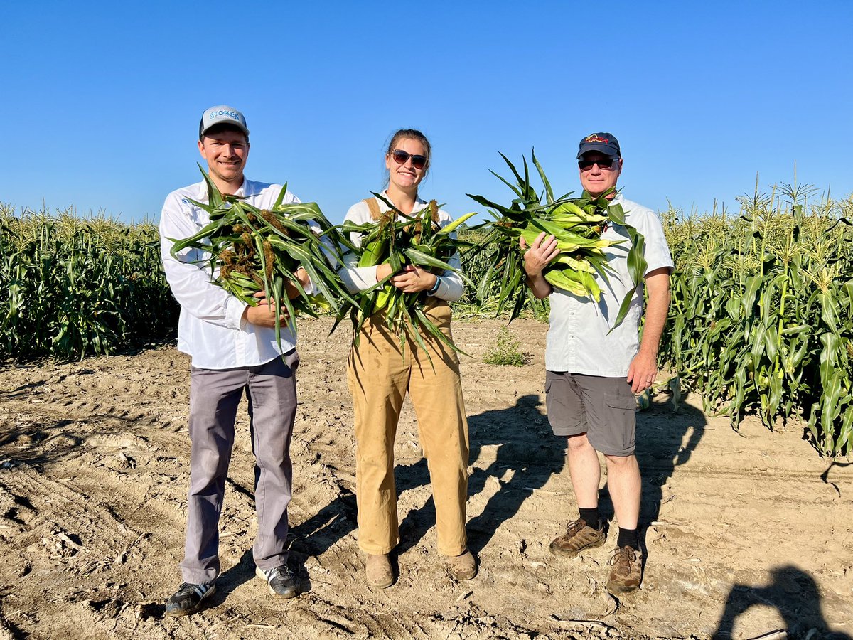 StokeSeeds's tweet photo. Received an “ear” full 🌽 of info during our Summer Corn Trials with @hmc_usa 

#StartWithStokes #corntrials #agriculture #agricultureandfarming #cornfarm #stokeseeds #harrismoran #hmclause https://t.co/GZU3MX1EDr
