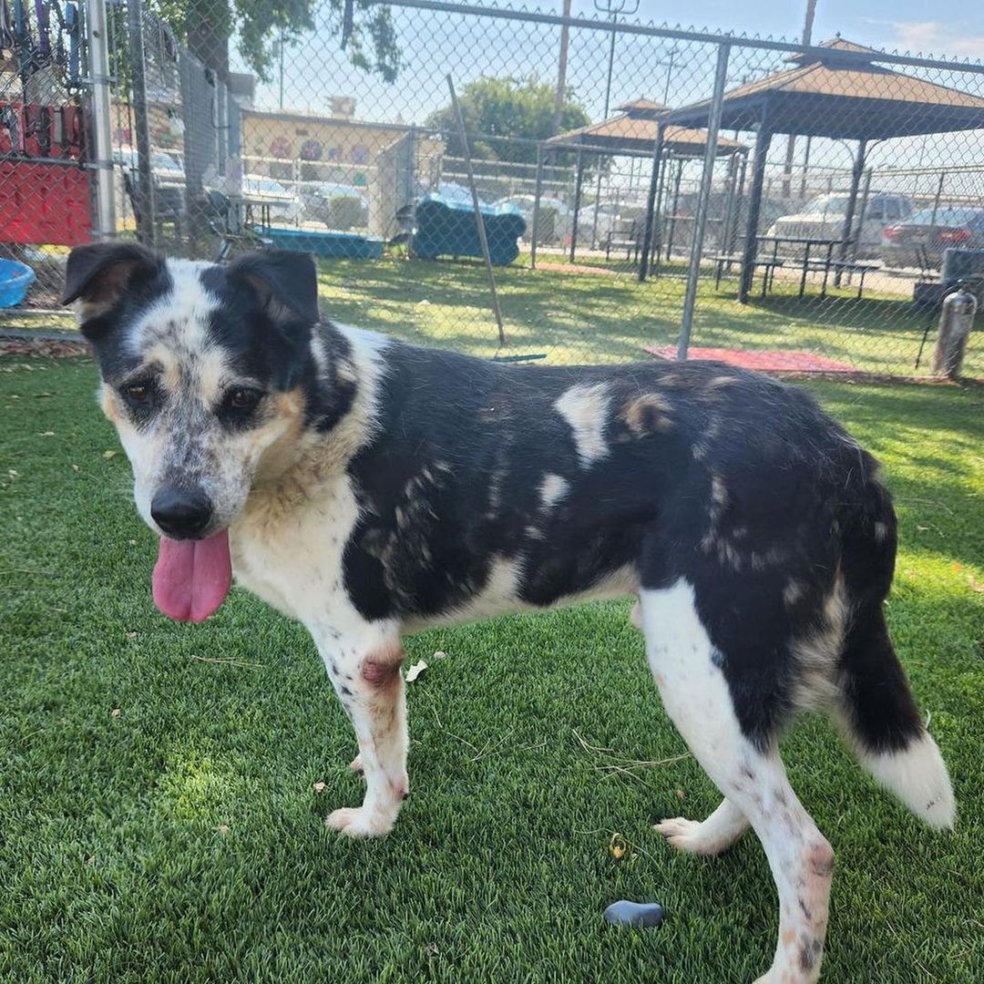 mapleveewesem's tweet photo. 🆘 Downey #California ACC 🆘
🚨 Urgent #dogs 8-24 🚨
6 adoptable boys
1 sweet medical granny (pneumonia)
Extended walk-in hours 2-7 p.m.
Below ⬇
Aussie PAJOS #A5484895 7 yo 67lb
#gsd ALARIC #A5487816 5yo 57 lb
#AdoptDontShop #dogsoftwitter https://t.co/EBQU6ZP6U3