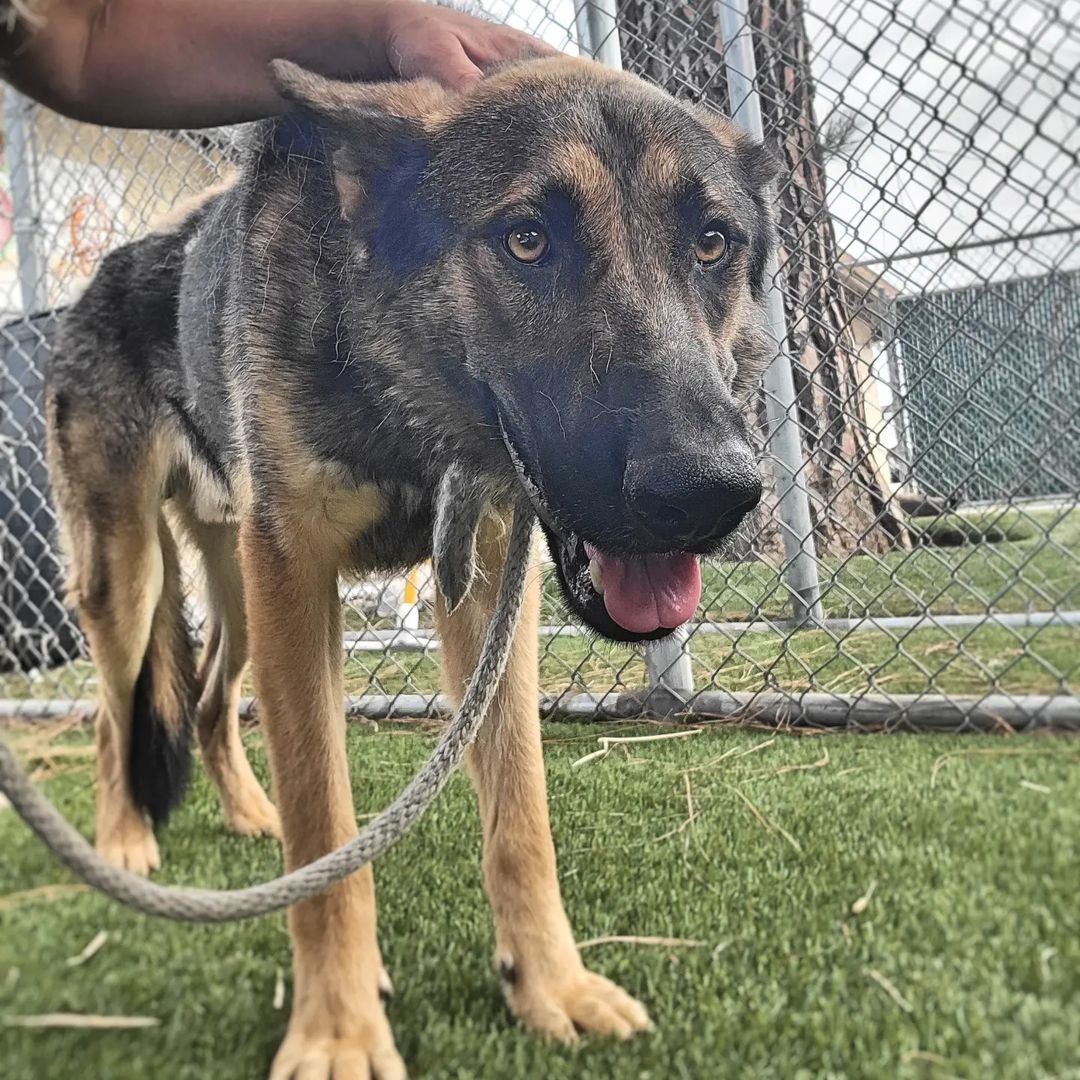 mapleveewesem's tweet photo. 🆘 Downey #California ACC 🆘
🚨 Urgent #dogs 8-24 🚨
6 adoptable boys
1 sweet medical granny (pneumonia)
Extended walk-in hours 2-7 p.m.
Below ⬇
Aussie PAJOS #A5484895 7 yo 67lb
#gsd ALARIC #A5487816 5yo 57 lb
#AdoptDontShop #dogsoftwitter https://t.co/EBQU6ZP6U3