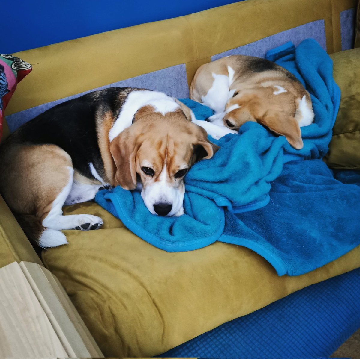 🐶 'Rio pulled down the cushions and pulled up a blanket. Now that she's done the hard work I want in too!'

#Beagles #familypack #TwoDogHome #comfy #sofa #wednesdayVibes #WednesdayMotivation #GoodGirl #dudeswithdogs