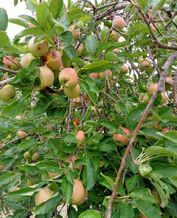 ayukselk's tweet image. Şehrin gürültüsünden uzak doğa ile iç içe yaşamak 🌳🌸