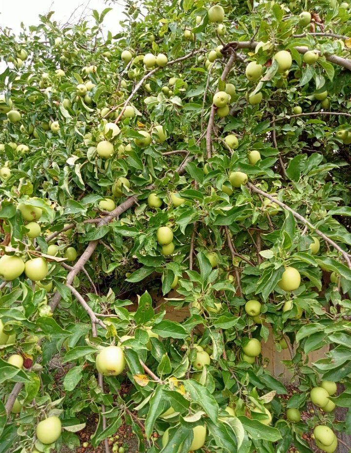 ayukselk's tweet image. Şehrin gürültüsünden uzak doğa ile iç içe yaşamak 🌳🌸