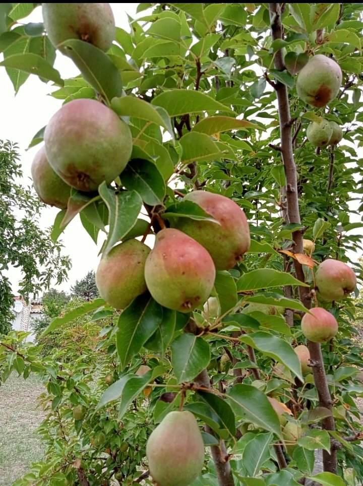 ayukselk's tweet image. Şehrin gürültüsünden uzak doğa ile iç içe yaşamak 🌳🌸