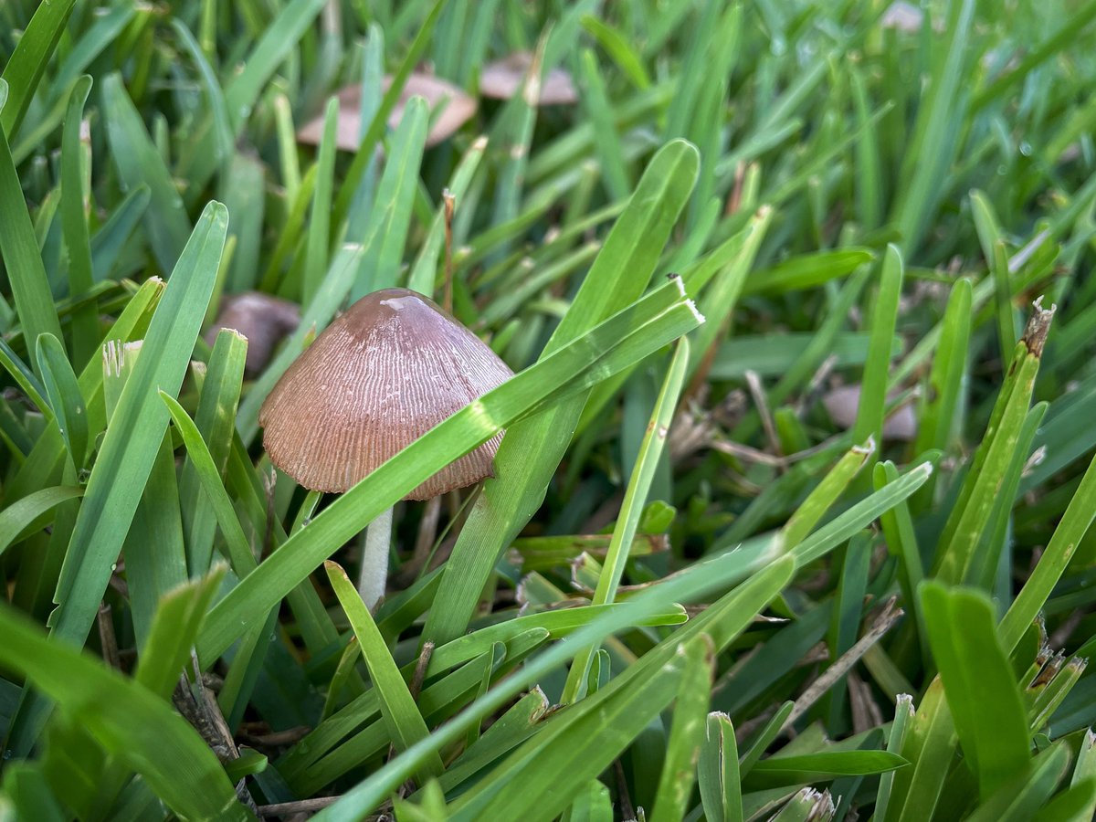 BryoFight42's tweet photo. I woke up to a yard full of mushrooms (this is a rare event)!! 😍🥳 I am so happy!! They’re probably Bolbitius titubans #mushrooms #happyplace #fungi #noiamnotgoingtoeatthem #commonmushrooms #yaaaassss #lawnshrooms https://t.co/8jI96Ys2li