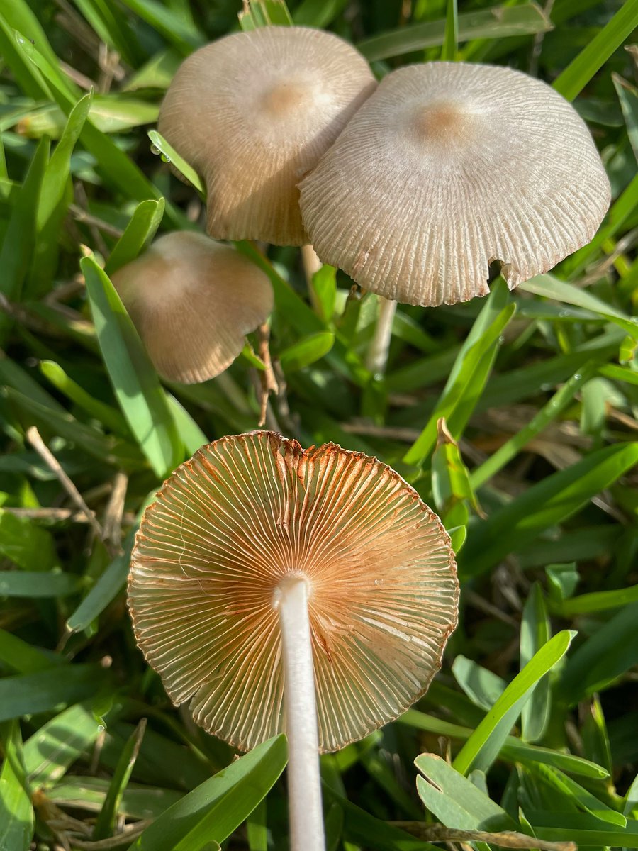 BryoFight42's tweet photo. I woke up to a yard full of mushrooms (this is a rare event)!! 😍🥳 I am so happy!! They’re probably Bolbitius titubans #mushrooms #happyplace #fungi #noiamnotgoingtoeatthem #commonmushrooms #yaaaassss #lawnshrooms https://t.co/8jI96Ys2li