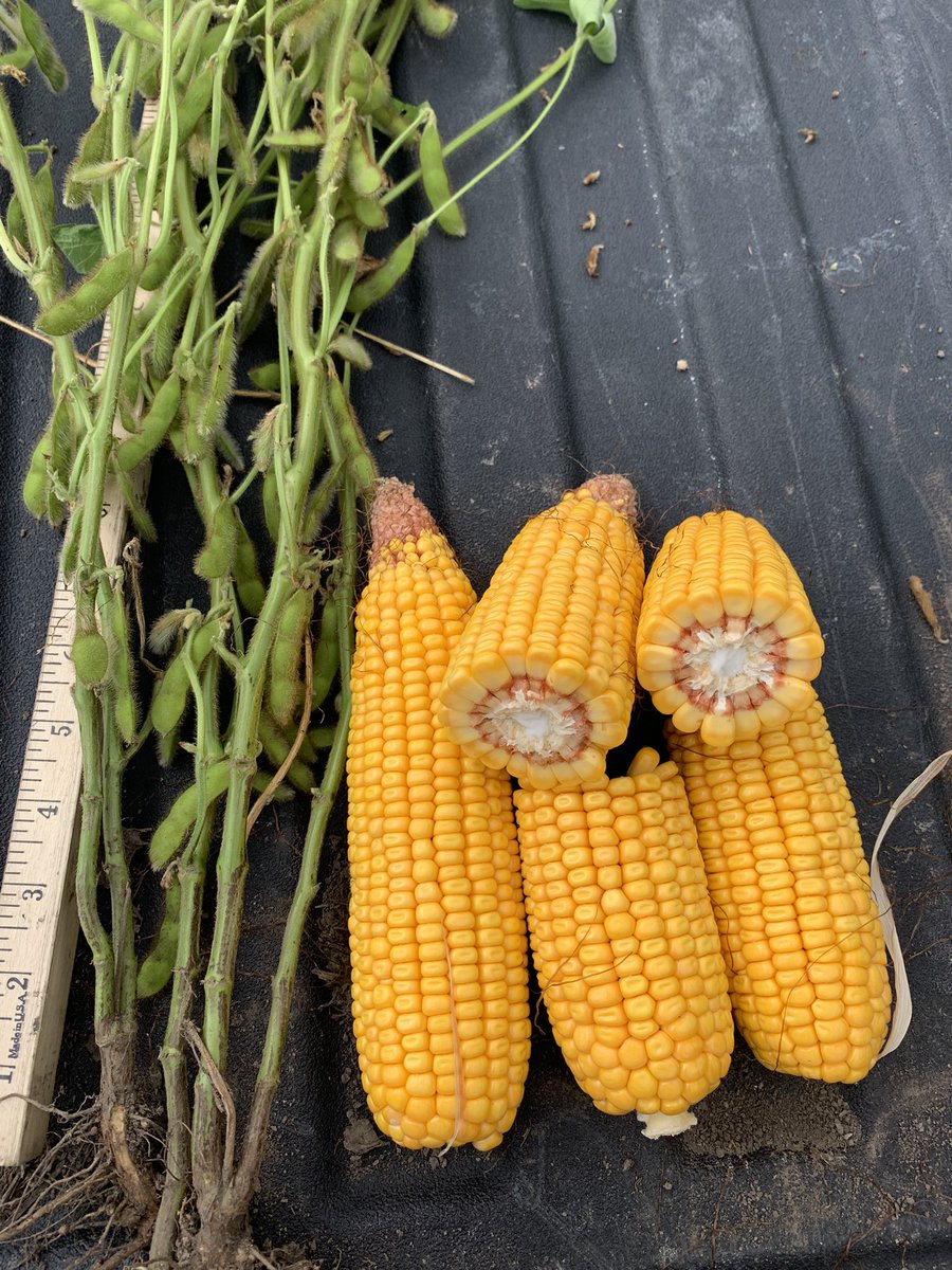 TheGrainiac's tweet photo. #pftour22 stop 5 near Waverly IL. Solid pods 1645. Corn at 230 makes up for the 170 we took prior. Bean crop needs a rain to finish. Local farmer says he’s expecting some steady showers early next week. https://t.co/DrlFEr4rV9
