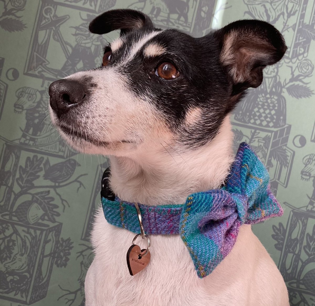 scruftgirl's tweet photo. @asda Our little terrier died on Sunday and he’s been insured with you for years and years yet because his policy has just gone thru the annual renewal, we can claim NOTHING. I am outraged. @beverleycuddy it’s all a ruddy scam! https://t.co/3LlpN8ayJ2