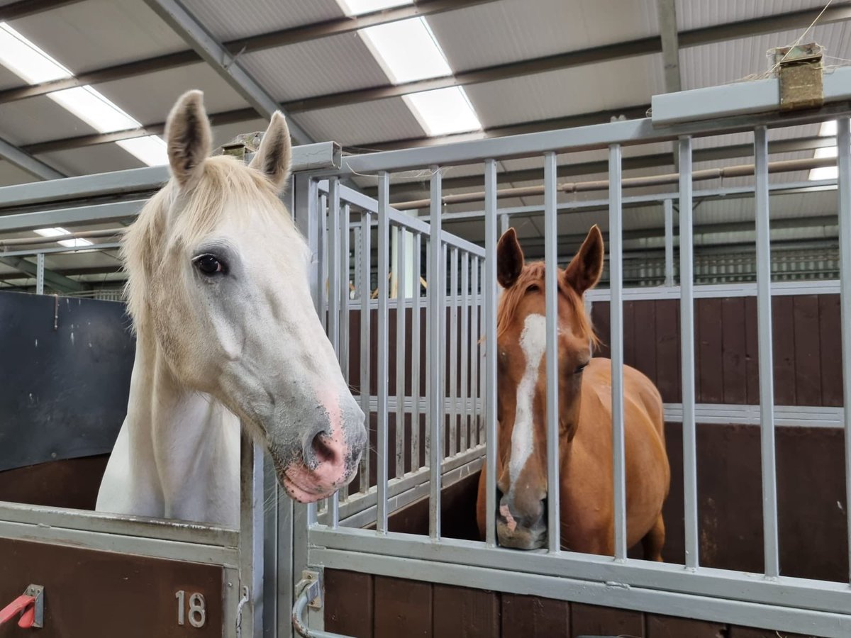 Our horses loved welcoming our open day visitors to Oatridge yesterday! 🐴