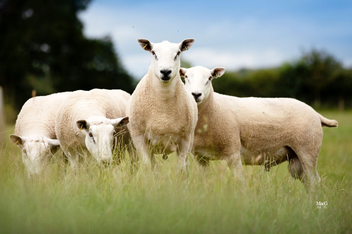 SellMyLivestock tweet media